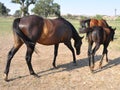 Horses walking Royalty Free Stock Photo