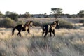 Horses walking in African savanna Kalahari Royalty Free Stock Photo