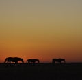 Horses walking against a setting sun, sihouetted