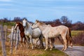 Horses walking on countryside road, farm animals Royalty Free Stock Photo