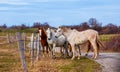 Horses walking on countryside road, farm animals Royalty Free Stock Photo