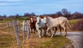 Horses walking on countryside road, farm animals Royalty Free Stock Photo