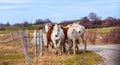 Horses walking on countryside road, farm animals Royalty Free Stock Photo