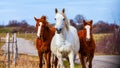 Horses walking on countryside road, farm animals Royalty Free Stock Photo