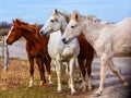 Horses walking on countryside road, farm animals Royalty Free Stock Photo