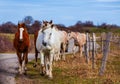 Horses walking on countryside road, farm animals Royalty Free Stock Photo