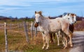Horses walking on countryside road, farm animals Royalty Free Stock Photo