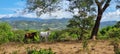 2 horses walking in the highlands of Chiriqui, Panama