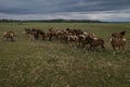 Horses walking in a line on pasture, drone view of green landscape with a herd of brown horses