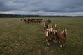 Horses walking in a line on pasture, drone view of green landscape with a herd of brown horses