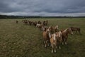 Horses walking in a line on pasture, drone view of green landscape with a herd of brown horses