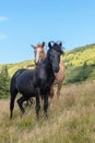 Horses on walking in the mountains on a meadow in warm summer day. Natural background Royalty Free Stock Photo