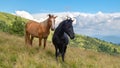 Horses on walking in the mountains on a meadow in warm summer day. Natural background Royalty Free Stock Photo