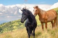 Horses on walking in the mountains on a meadow in warm summer day. Natural background Royalty Free Stock Photo