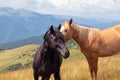 Horses on walking in the mountains on a meadow in warm summer day. Natural background Royalty Free Stock Photo