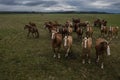 Horses walking on pasture, drone view of green landscape with a herd of brown horses