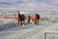 Horses walking the ranch in West Texas