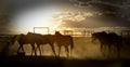 Horses walking at sunset