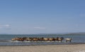 Horses Water Termen Lake Mongolia Royalty Free Stock Photo