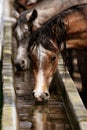 Horses at the watering hole Royalty Free Stock Photo