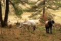 Horses on the way to Gangtey Monastery Phobjika Royalty Free Stock Photo