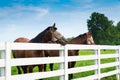 Horses wearing fly masks in summer at horse farm Royalty Free Stock Photo