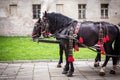 Horses of wedding carriage