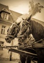 Horses of wedding carriage Royalty Free Stock Photo