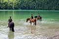 Horses in the weissensee lake in the alps near fuessen, allgaeu, bavaria,germany Royalty Free Stock Photo