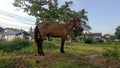 Horses were seen in a very wide field near the grass where the animals were looking for food