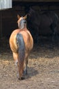 Horses on West Virginia Farm Royalty Free Stock Photo