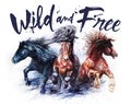 Horses wild and free, watercolor painting, trio of horses Royalty Free Stock Photo