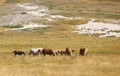 horses in the wild grazing and grazing the grass undisturbed in Royalty Free Stock Photo