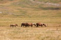 horses in the wild grazing and grazing undisturbed in the boundl Royalty Free Stock Photo