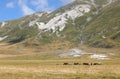 group of horses in the wild and grazing the grass undisturbed in Royalty Free Stock Photo