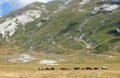 horses in the wild grazing undisturbed in the boundless prairie Royalty Free Stock Photo