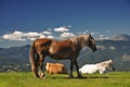 Horses Royalty Free Stock Photo