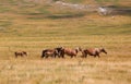 horses in the wild with small cubs in the middle of the prairie Royalty Free Stock Photo