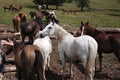 Horses on the wildness