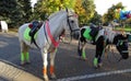 Horses will walk in a city park