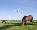 Horses and wind turbines Royalty Free Stock Photo