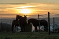 Horses on winter meadow sun set in background Royalty Free Stock Photo