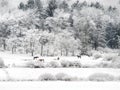 Horses in a winter pasture snow covered landscape Royalty Free Stock Photo