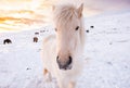 Icelandic Horses In Winter, Rural Animals in Snow Covered Meadow. Pure Nature in Iceland. Royalty Free Stock Photo