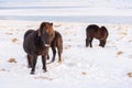 Icelandic Horses In Winter. Rural Animals at Snow Covered Meadow. Pure Nature in Iceland. Frozen North Landscape Royalty Free Stock Photo