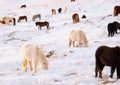 Icelandic Horses In Winter. Rural Animals at Snow Covered Meadow. Pure Nature in Iceland. Frozen North Landscape Royalty Free Stock Photo