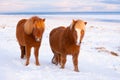 Icelandic Horses In Winter. Rural Animals at Snow Covered Meadow. Pure Nature in Iceland. Frozen North Landscape Royalty Free Stock Photo