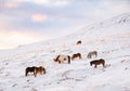 Icelandic Horses In Winter. Rural Animals at Snow Covered Meadow. Pure Nature in Iceland. Frozen North Landscape Royalty Free Stock Photo