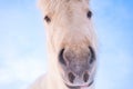 Icelandic Horses In Winter. Rural Animals at Snow Covered Meadow. Pure Nature in Iceland. Frozen North Landscape Royalty Free Stock Photo