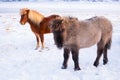 Horses In Winter. Rural Animals in Snow Covered Meadow. Pure Nature in Iceland. Frozen North Landscape. Icelandic Horse Royalty Free Stock Photo